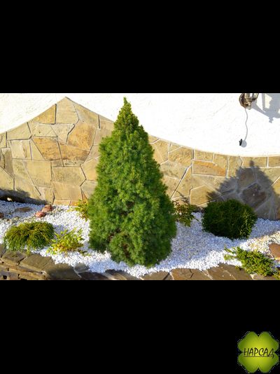 Ель канадская "Коника" (2 м)