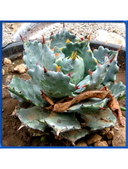Agave potatorum v. verschaffeltii