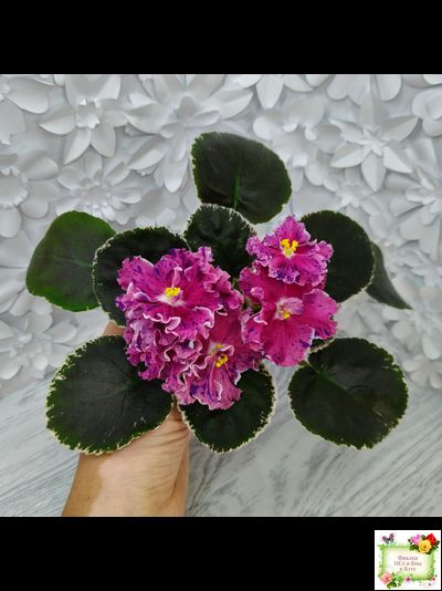 ТФ-Confetti (Т. Фурлетова) 2024 г.