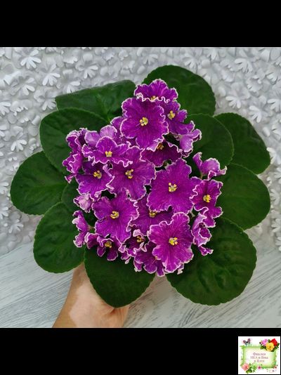 АВ-Просто Космос (Фиалковод) 2019 г.