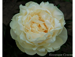 Пион Blonde Vision (Блонд Вижн)