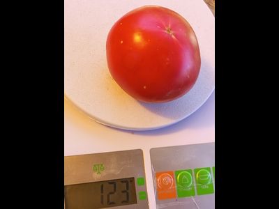 Томат Зинуля