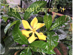 Gardenia Carinata