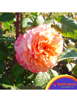 Августа луиза (Augusta Luise)