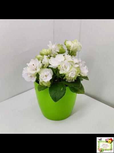 Irish Flirt mini (S.Sorano)