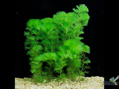 Кабомба каролинская (пучок)