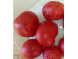 Томат Гном Розовая страсть (Dwarf Pink Passion)