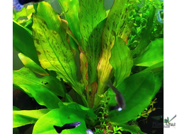 Echinodorus uruguayensis tricolor