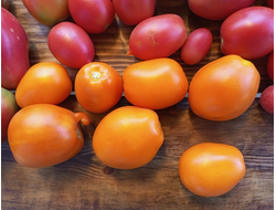 Томат Золото Колчака