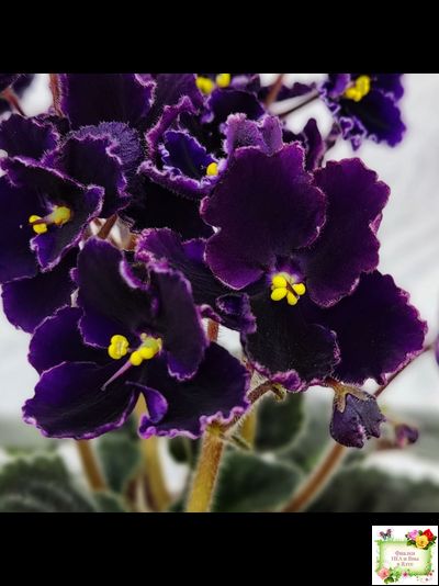 Mac's Black Pearl (G.McDonald)