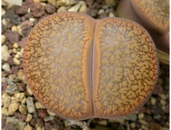 Lithops aucampiae C172 - 10 семян