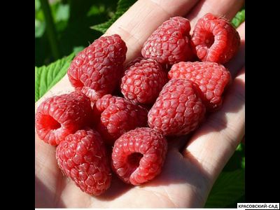 Малина Самохвал ремонтантная