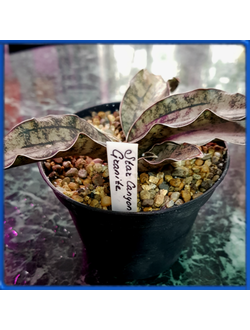 Sansevieria 'Star Canyon Granite'