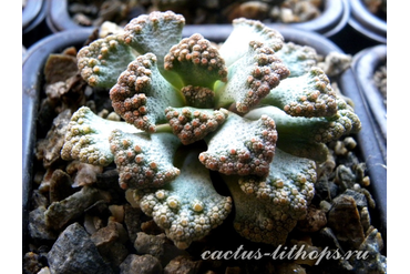 Titanopsis calcarea SB2186 Bundu, Prieska (MG-1870.24)