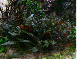 Аквариумные растения - Криптокорины