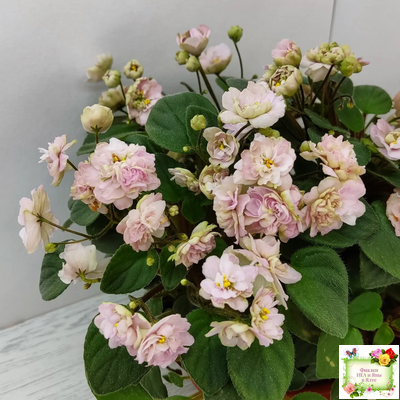 Pink Mint (S.Sorano) трейлер (пасынок срез)