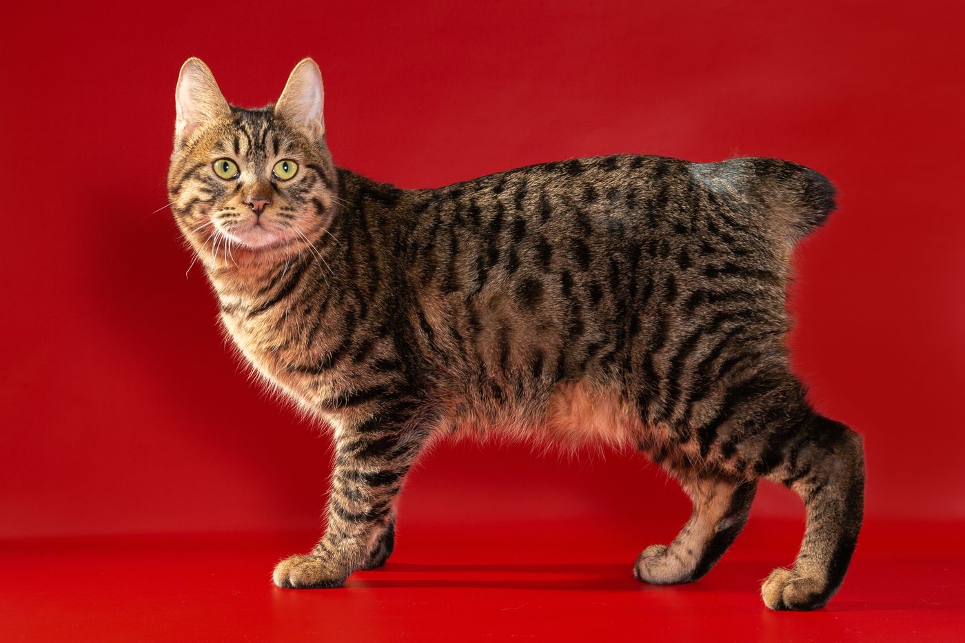 Как выглядят коты бобтейлы