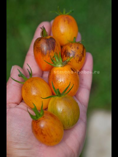 Томат Atomic Sunset (Атомный Закат), 10 шт