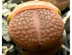 Lithops hookeri C113 (Чехия)