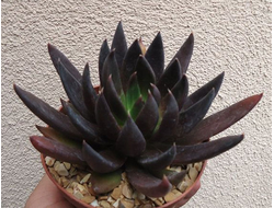 Echeveria Black Prince Hybrid