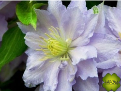 КЛЕМАТИС "Dancing King" (Дансинг Кинг) (саженец 3 года)