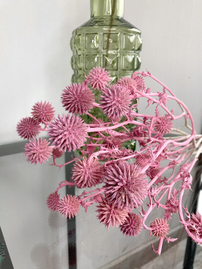 Мордовник розовый