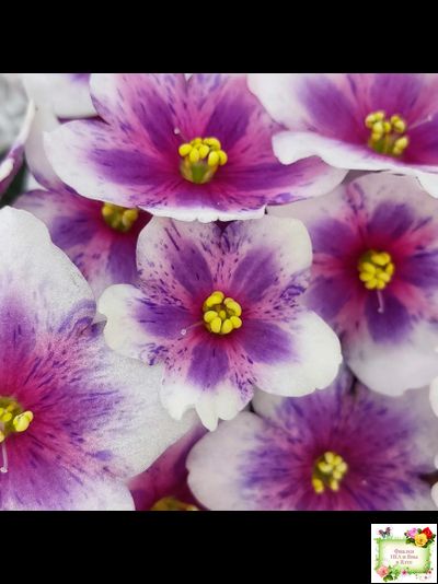 Dn-Райська Насолода (Д.Денисенко) химера (стартер сорт)