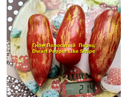 Томат Гном Полосатый перец  (Dwarf Pepper Like Stripe)