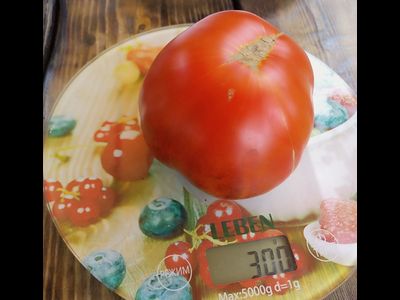 Томат Оранжево-красный Блюз (Orange red Blues)