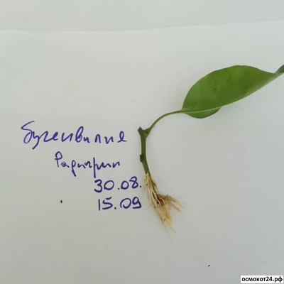 Радигрин Желтый