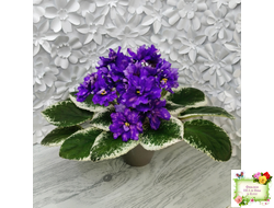 РС-Астролог (С. Репкина) 2020 г.