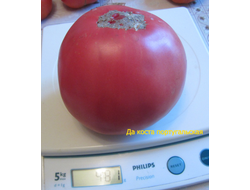 Томат Дакоста португальская (DaCosta's Portuguese)