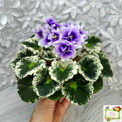 Р-Дурман (В. Зуб) 2020 г. (лист с детками укоренённый)