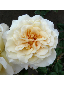 Комтесса (Comtessa)