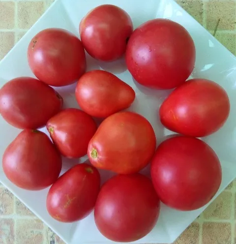 Крымская роза