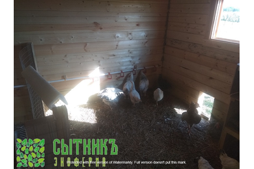 Деревенские куры на зерновом откорме