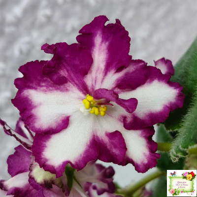 ВаТ-Волшебная Сказка (Т.Валькова) 2019 г.