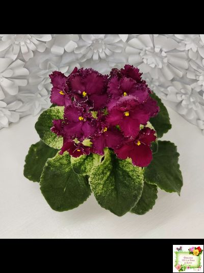 ЛЕ-Шелковые Кружева (Е. Лебецкая) 2017 г. (лист посажен 28.01.26)