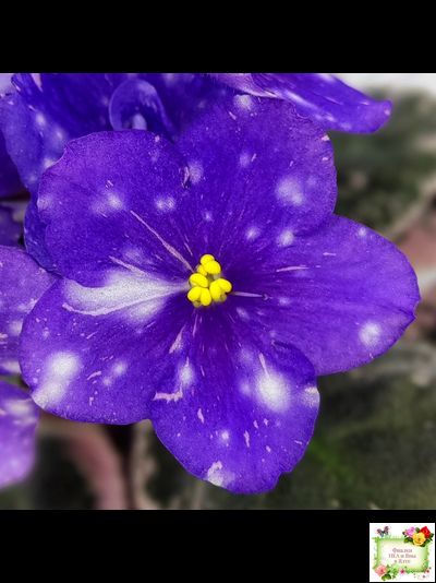 Rivermist Galaxy (J.Baker) (10973) 04/13/2018