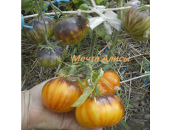 Томат Мечта Алисы (Alise's Dream), Польша