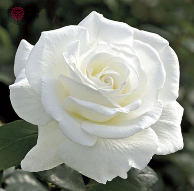 Набор вайнер и каттеры "Лепесток розы Акито"