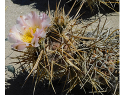 Tephrocactus fiambalensis aff. VG-1848 - 5 семян