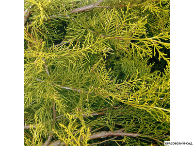 Можжевельник китайский Куривао Голд - Kuriwao Gold