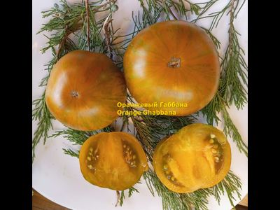 Томат Оранжевый Габбана (Orange Ghabbana), США
