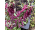 Corydalis solida Красотка
