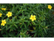 Дамиана (Turnera diffusa) - 100% натуральное эфирное масло