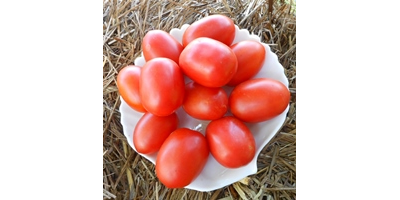 Томат Мархотская кисть (Мархотское гроно)