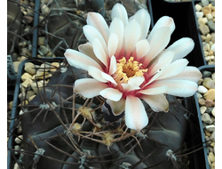 Gymnocalycium ferrarii VG-665 - 5 семян