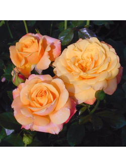 Амбер Флеш (Amber Flush)