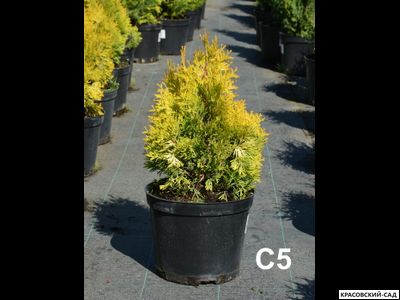 Туя Санни Смарагд - Sunny Smaragd